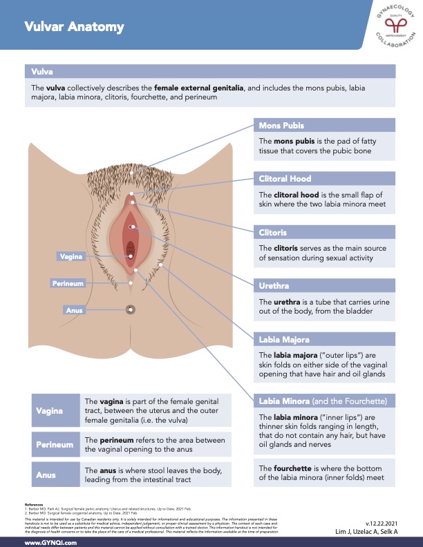 Vulvar Anatomy