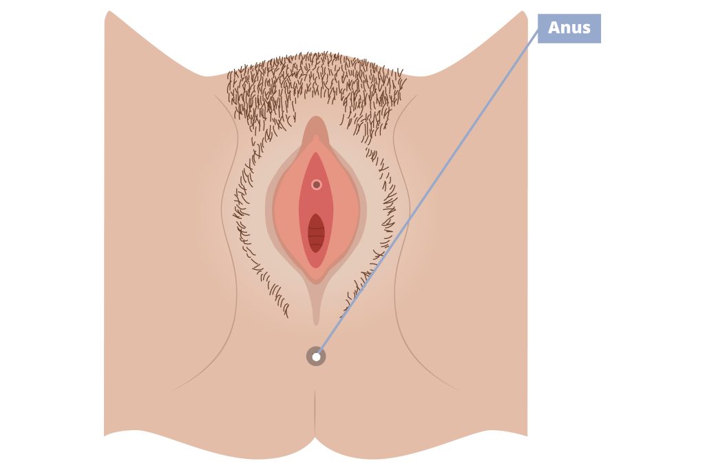 Illustration of external female anatomy pointing out the anus.