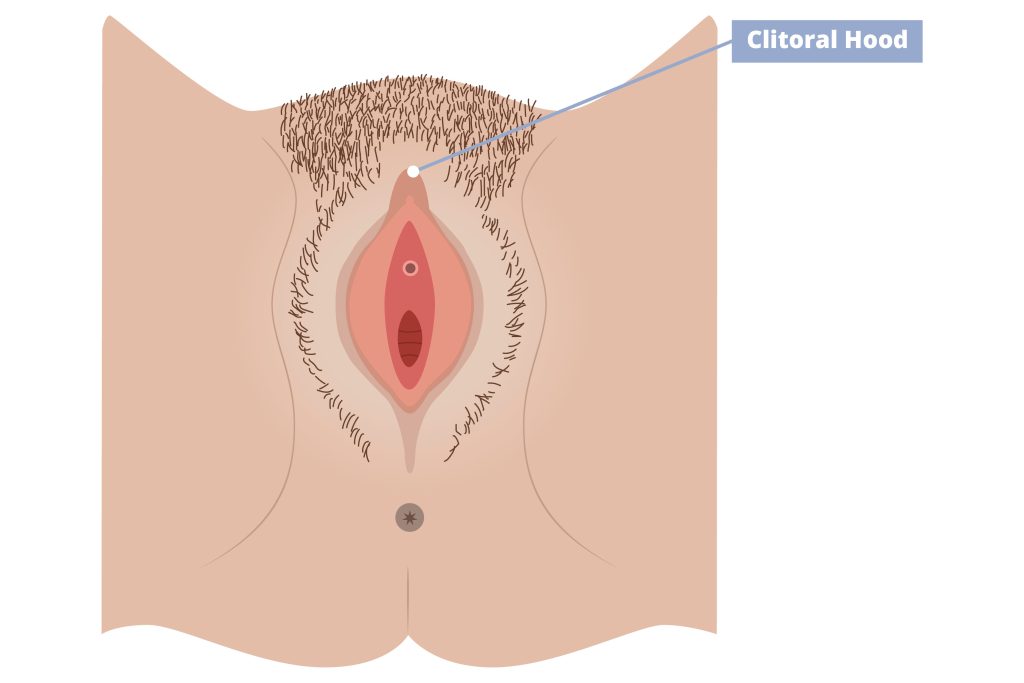 Illustration of external female anatomy pointing out the clitoral hood.