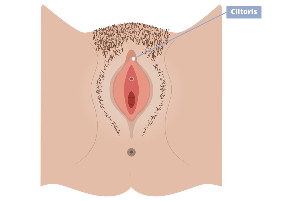 Illustration of external female anatomy pointing out the clitoris.