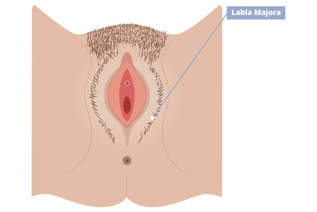 Illustration of external female anatomy pointing out the labia majora.