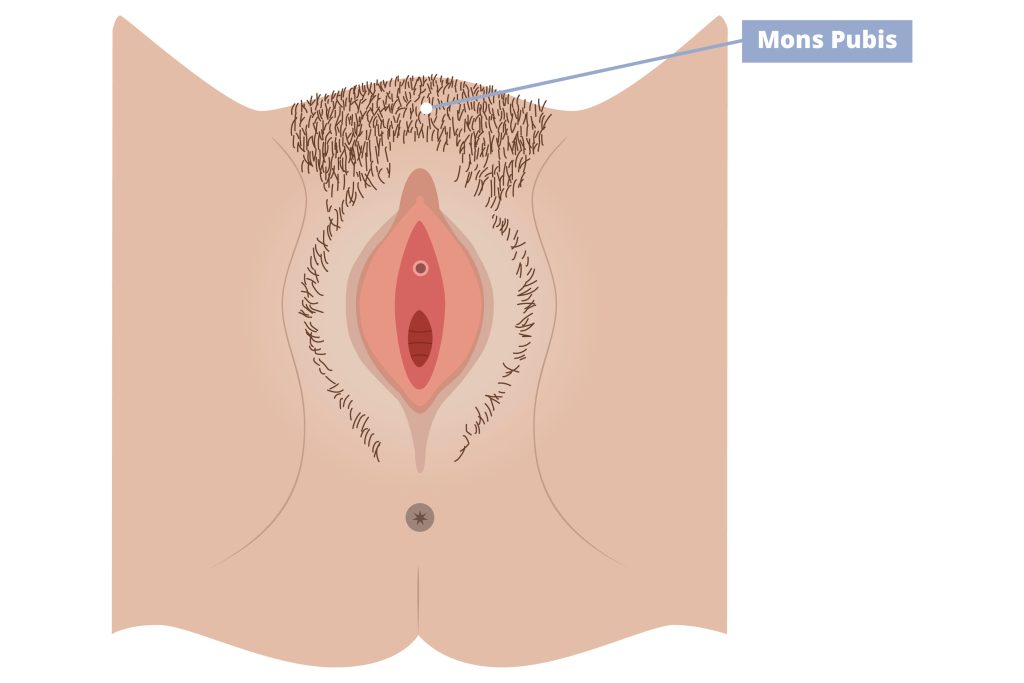 Illustration of external female anatomy pointing out the mons pubis.