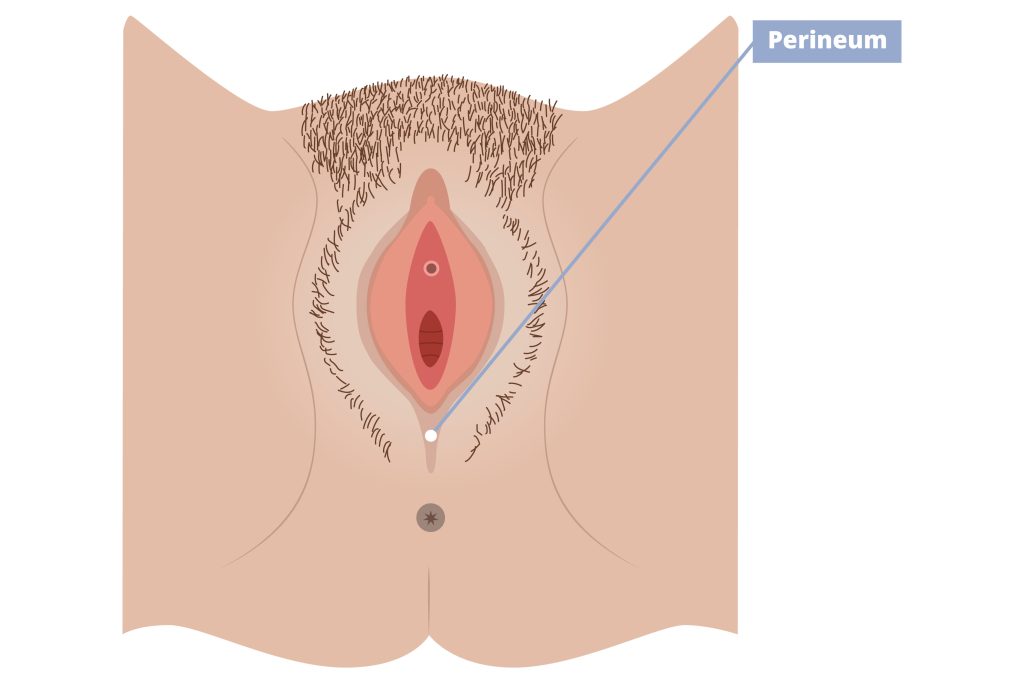 Illustration of external female anatomy pointing out the perineum.