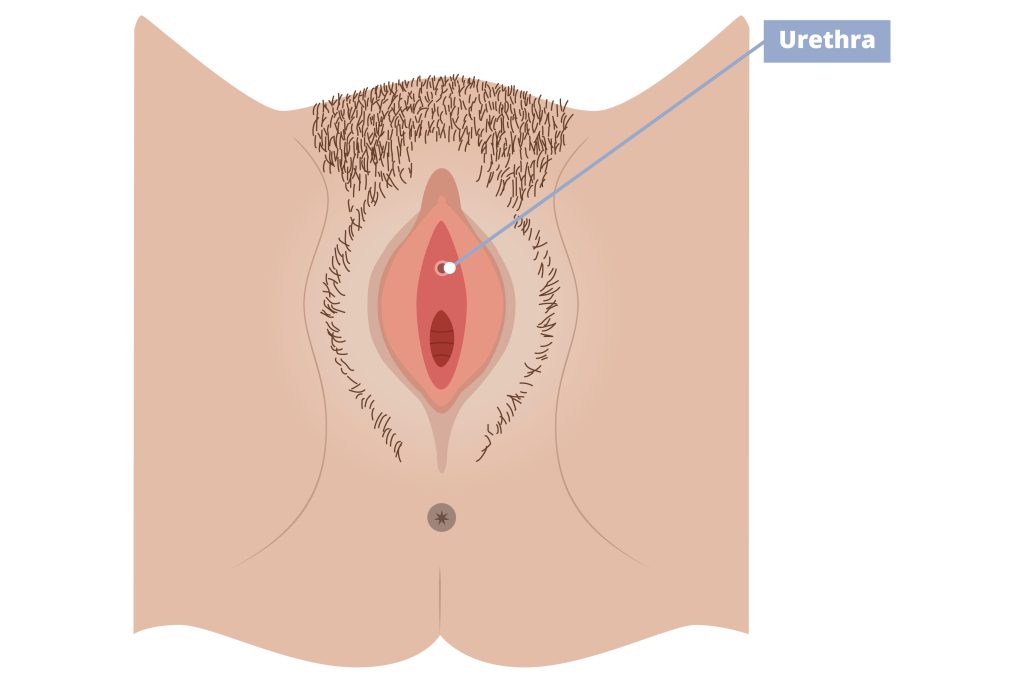 Illustration of external female anatomy pointing out the urethra.