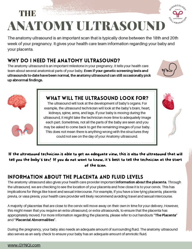 Anatomy Ultrasound Handout Image