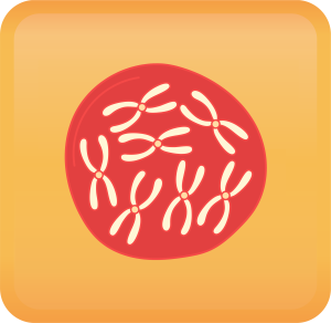 Prenatal Screening Handout Button